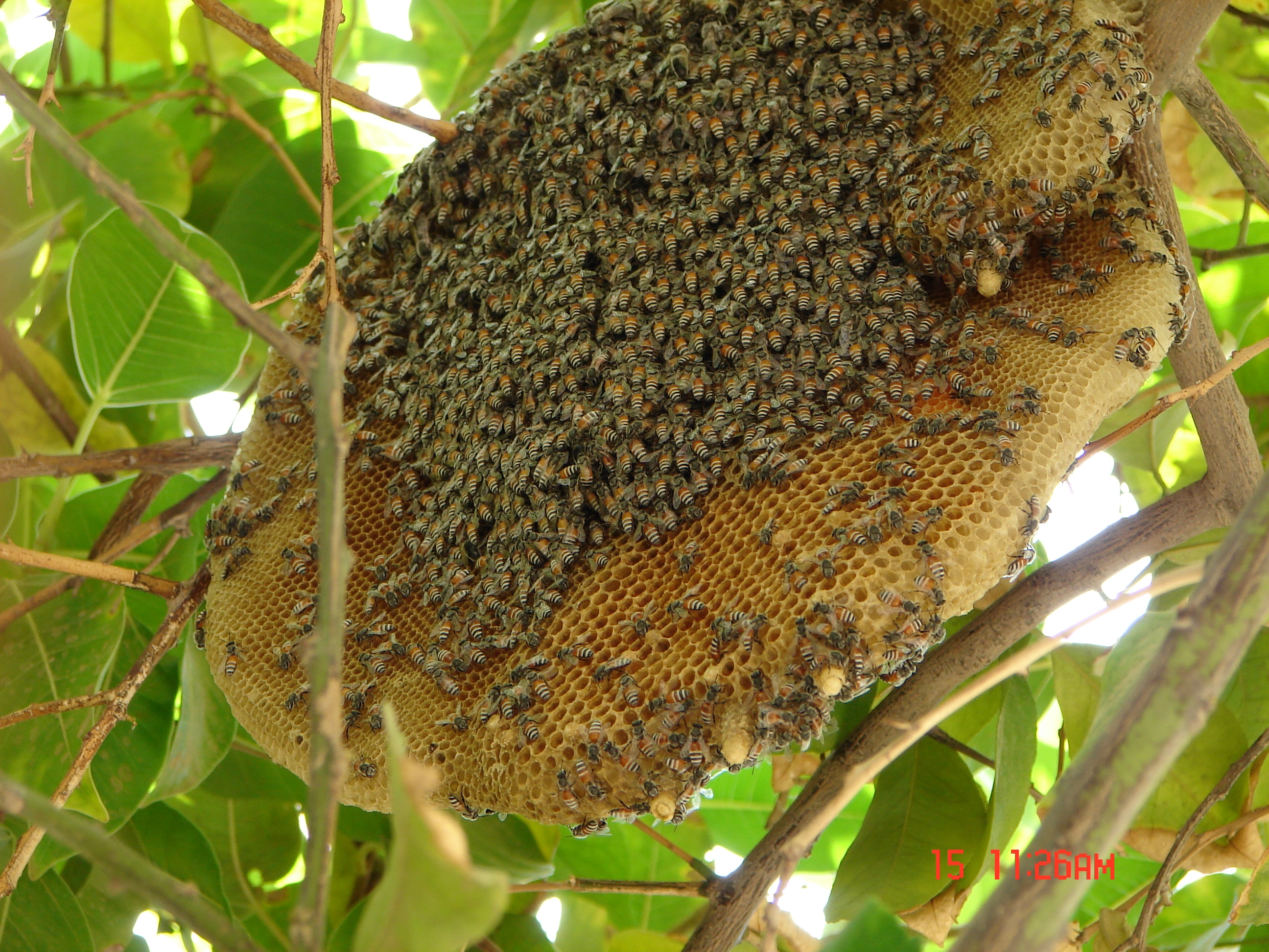Image result for honey bee hive